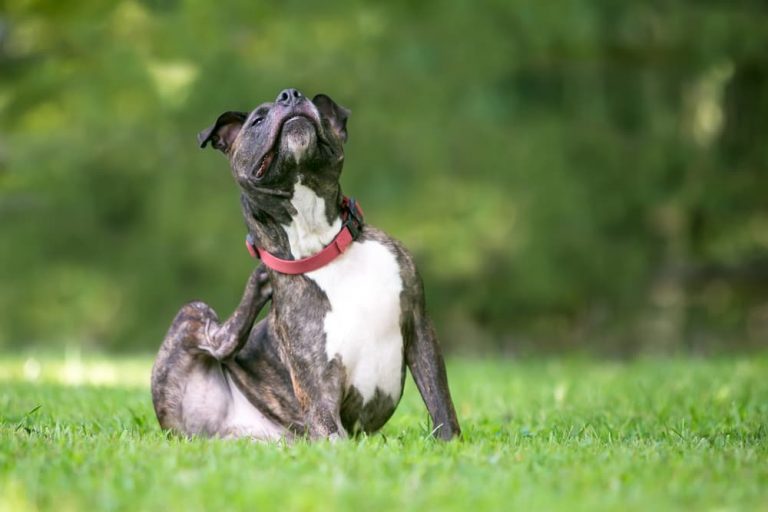 Dog scratching themself due to flea allergy