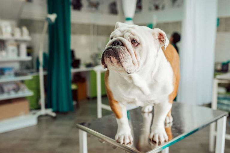 English Bulldog at vet