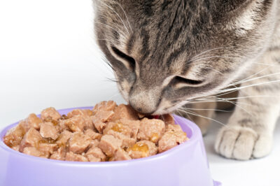 How Many Calories Should a Cat Eat?