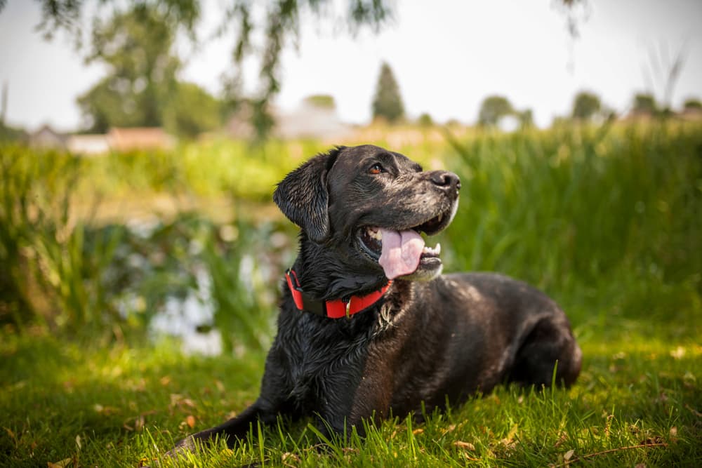 Black Labrador Retriever dog rests on grass