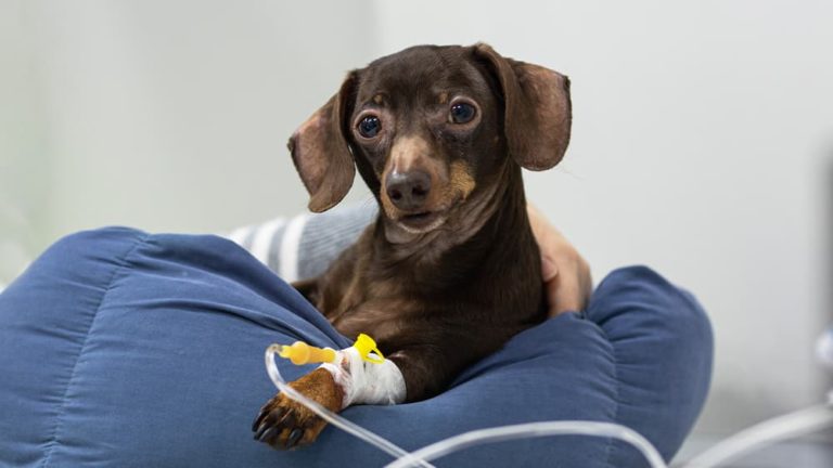 Senior dog getting chemotherapy