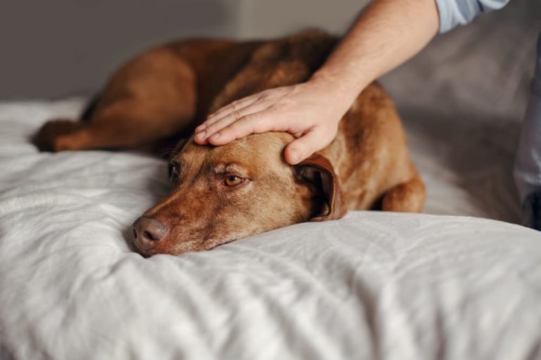 Sick dog lying on bed