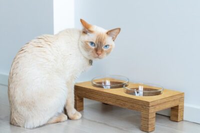 Urinary Cat Food: 5 Best Vet-Approved Formulas for 2024