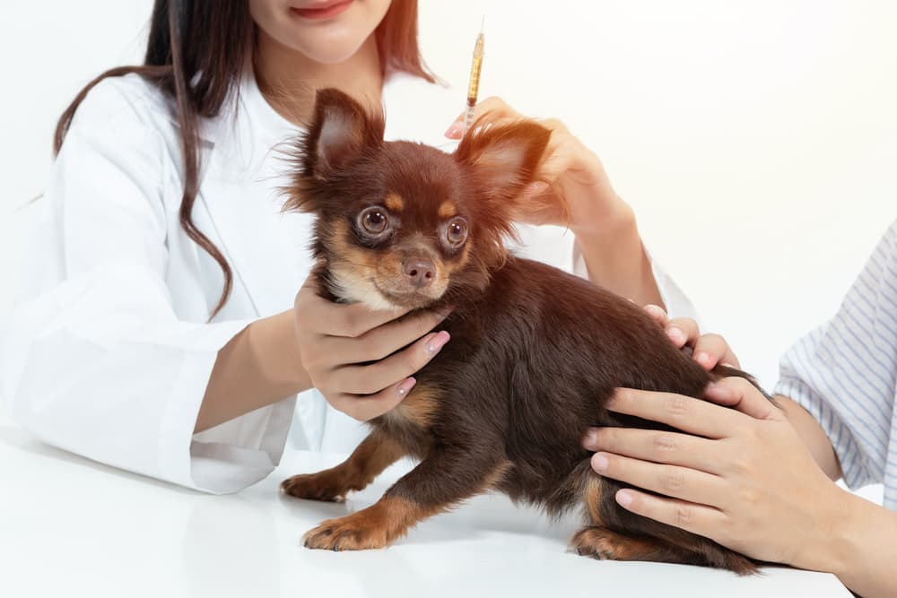 DHPP Vaccine for Dogs