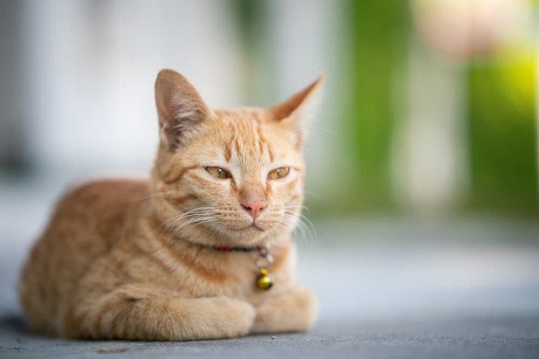 Cat loafing