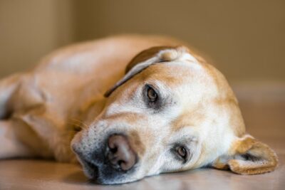 Epilepsy in Dogs