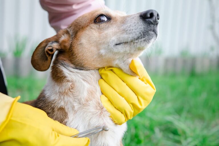 Removing tick from dog