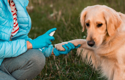 Chlorhexidine for Dogs: Benefits and Uses