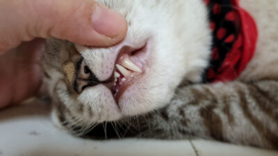 Pale Gums in Cats: 8 Reasons It Might Be Happening