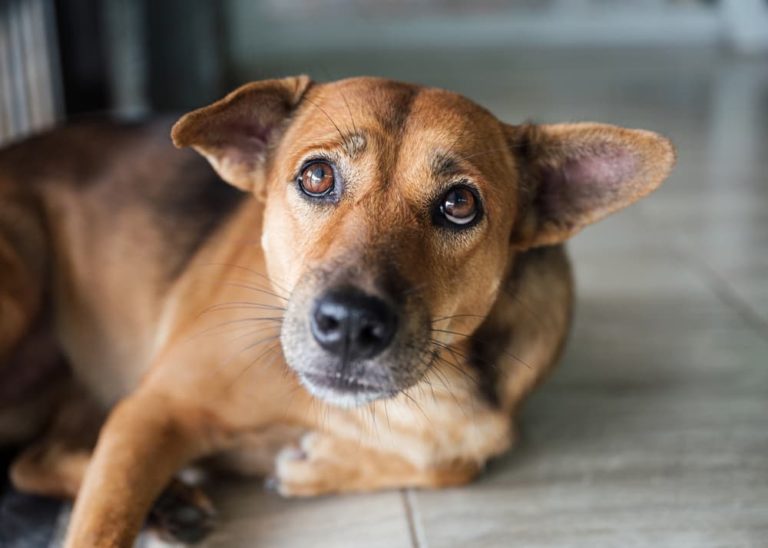 Dog looks up and is worried