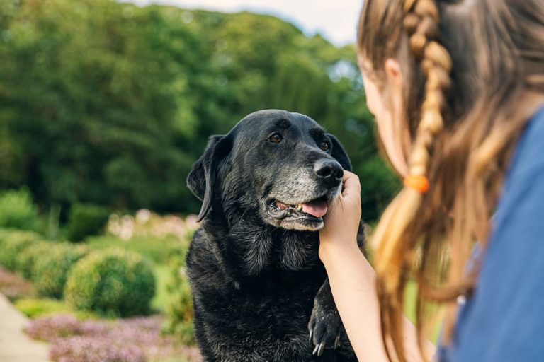 Old dog getting pet