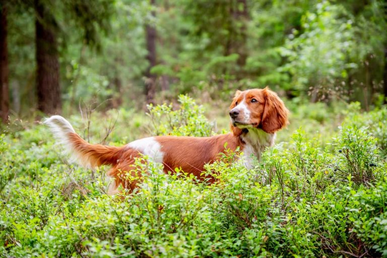 Dog in forest looking out for tick-borne diseases in dogs