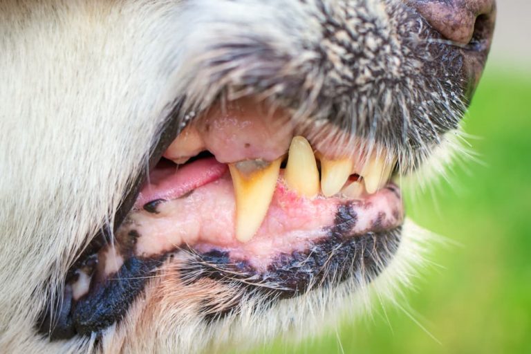 Dog with rotten teeth