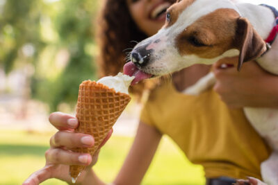 Can Dogs Get Brain Freeze?