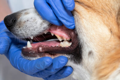 Dog Tooth Extraction: Procedure and Costs