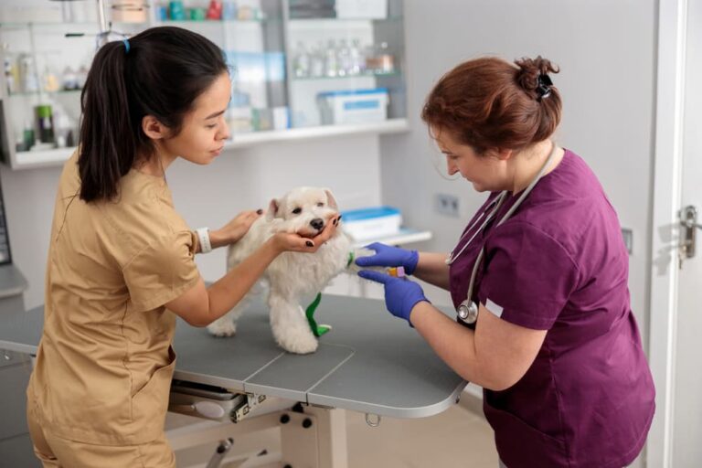 Veterinarians performing blood work on a dog