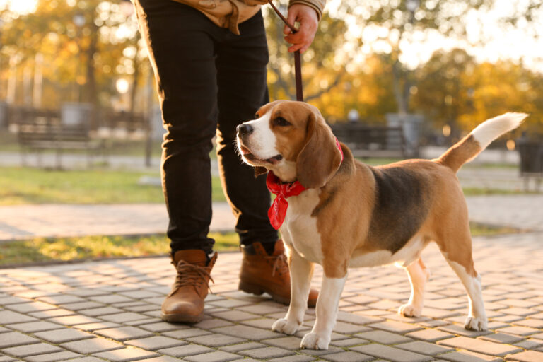 4 Different Dog Walks to Keep Exercise Interesting