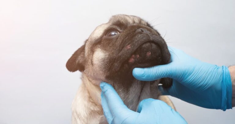 Veterinarian examines a Pug's skin