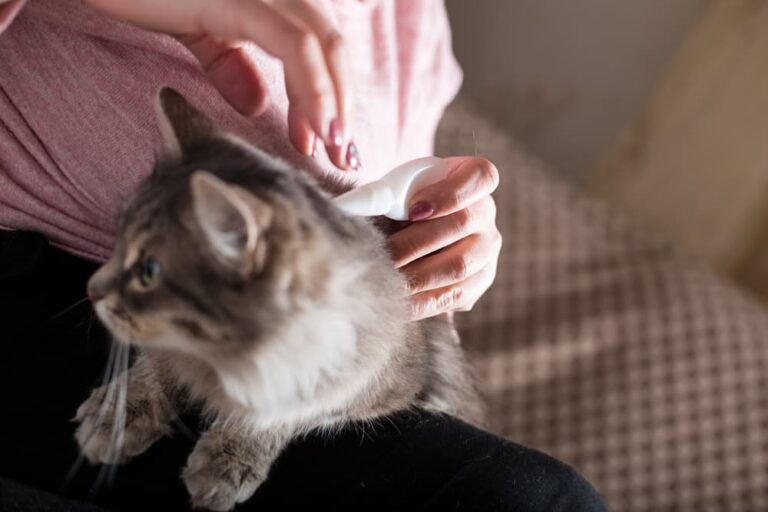 Woman putting topical flea medicine on a cat