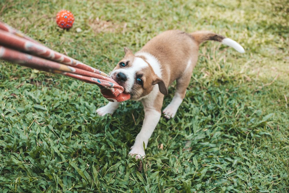 Tips to Stop a Dog From Tugging on Clothing