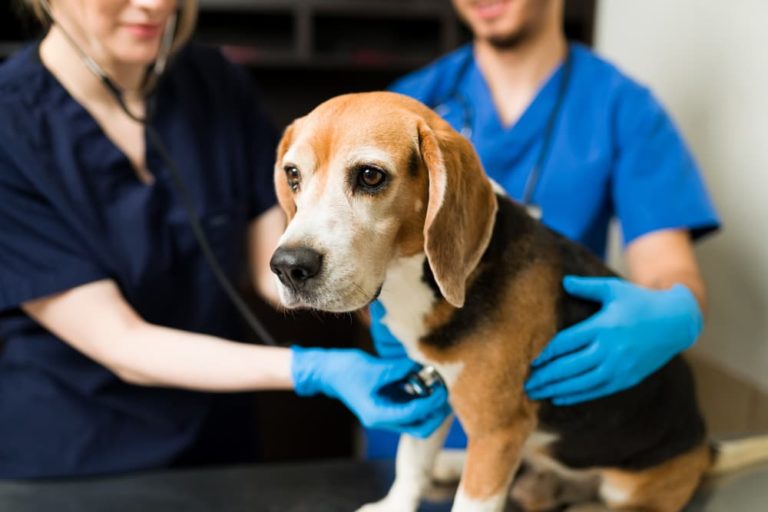 Vet checking Beagle dog