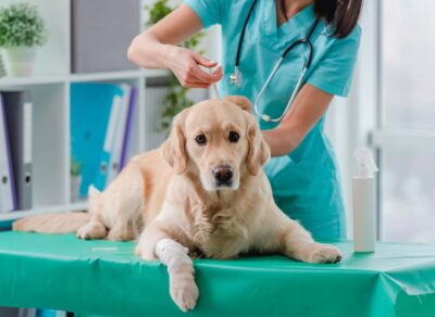 Leptospirosis Vaccine for Dogs: Everything You Need to Know