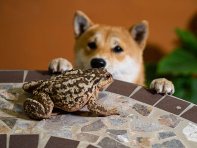 Are Toads Poisonous to Dogs?