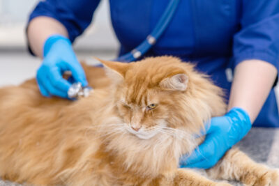 Hypercalcemia in Cats