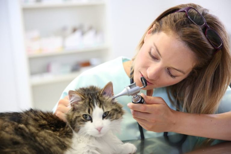 Veterinarian checking cat ear