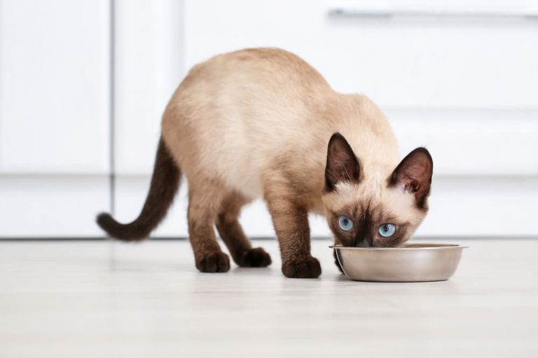 Siamese cat eating