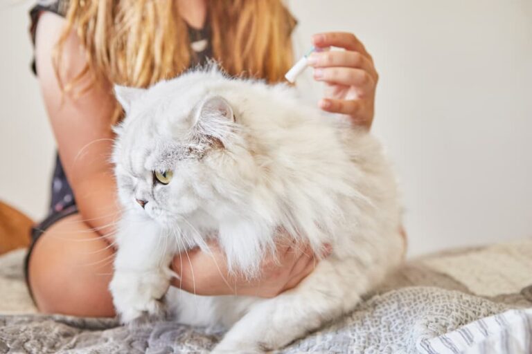 Woman applying flea preventative to cat