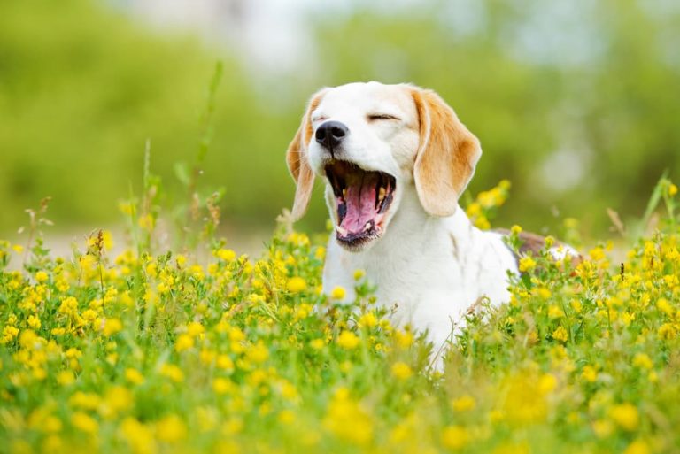 Beagle sneezing in field of flowers