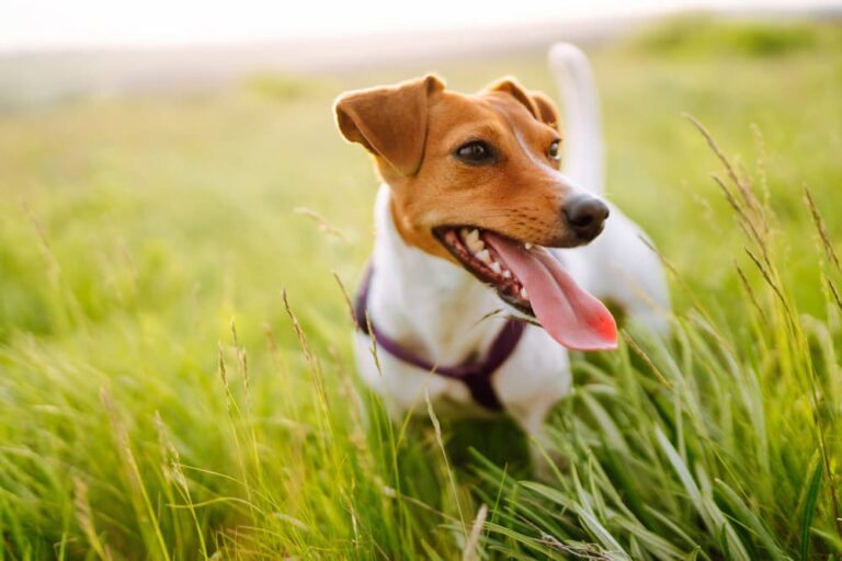 Jack Russell Terrier in tall grass at risk of parasites