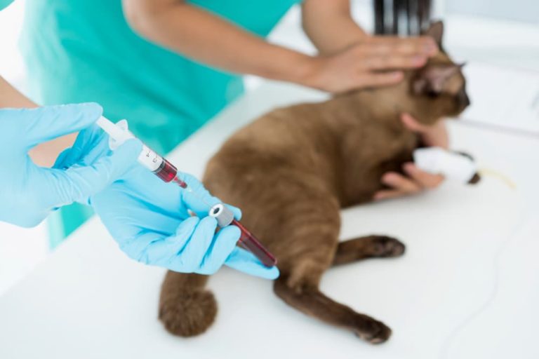 Cat bloodwork