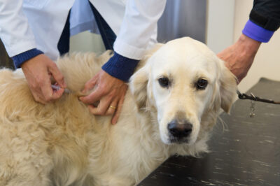 Arthritis Injection for Dogs: Benefits and How They Work