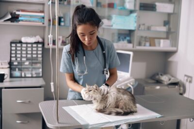 Choosing a Veterinarian: How to Find the Best Vet for Your Pet