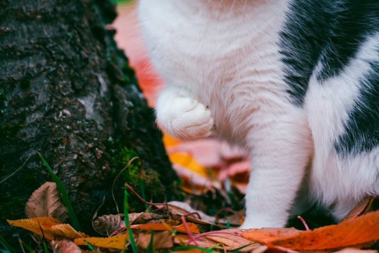 Cat lifting paw