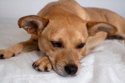 Can Dogs Get Food Poisoning?