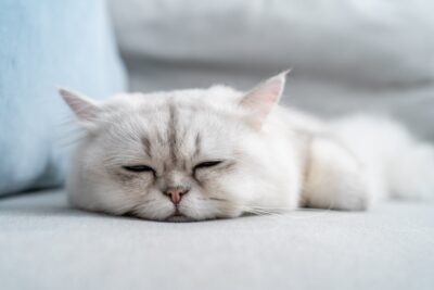 Lethargic Cat: Causes and How to Help