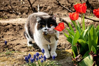 Lungworm in Cats