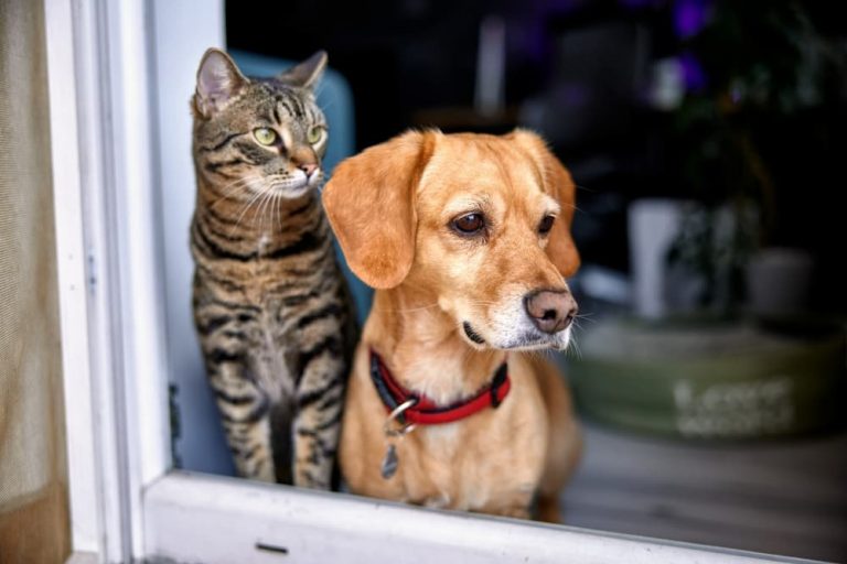 Dog and cat look out window