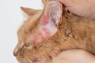 Cat Fungal Infections: 10 Types You Should Know