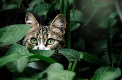 135 Plant Names for Cats to Appease All Green Thumbs