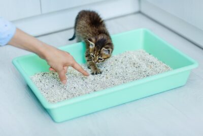 How to Litter Train a Kitten: 5 Steps and Valuable Tips