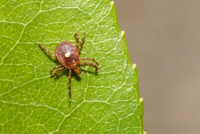 Lone Star Tick: 4 Dangers for Dogs