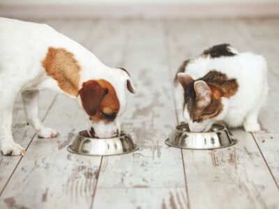 Is Insect Protein Pet Food the Next Big Thing?