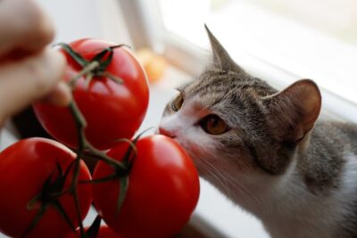 Can Cats Eat Tomatoes?