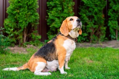 Dog Swollen Belly: 9 Causes