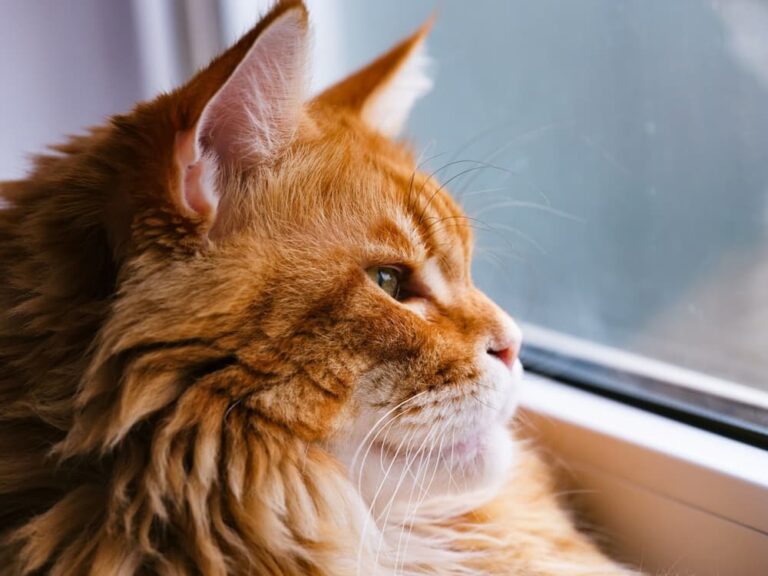 Ginger Maine Coon looking out the window