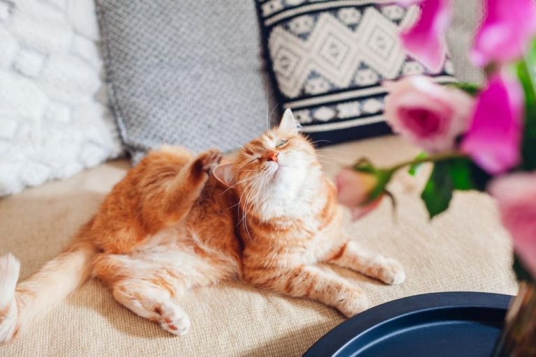 Itchy cat lying on couch